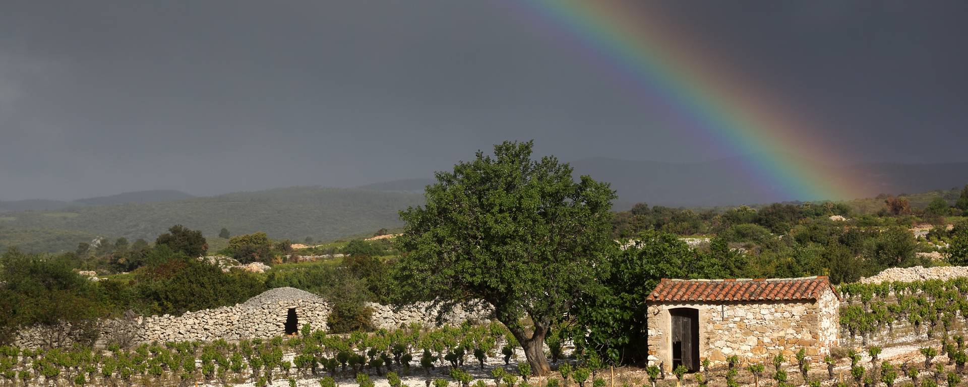 Paysage viticole Pays d'Art et d'Histoire Haut Languedoc et Vignobles