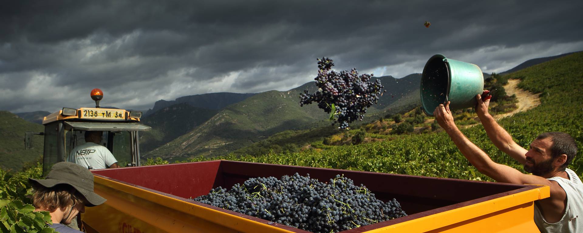 Vendanges Pays d'Art et d'Histoire Haut Languedoc et Vignobles