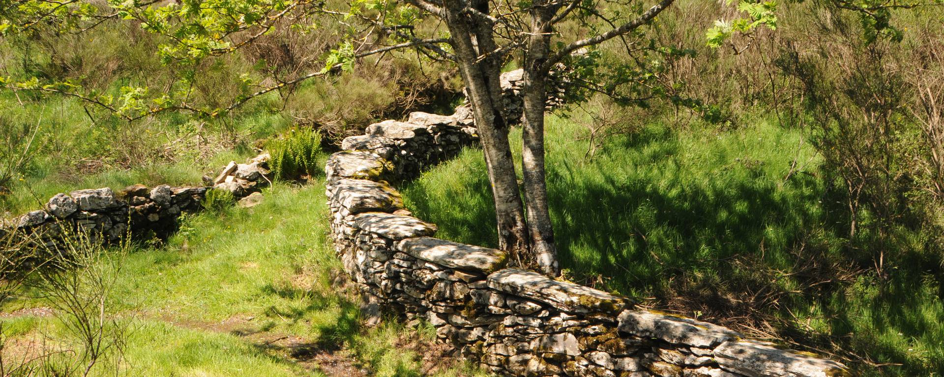 A grassy path along a dry stone wall