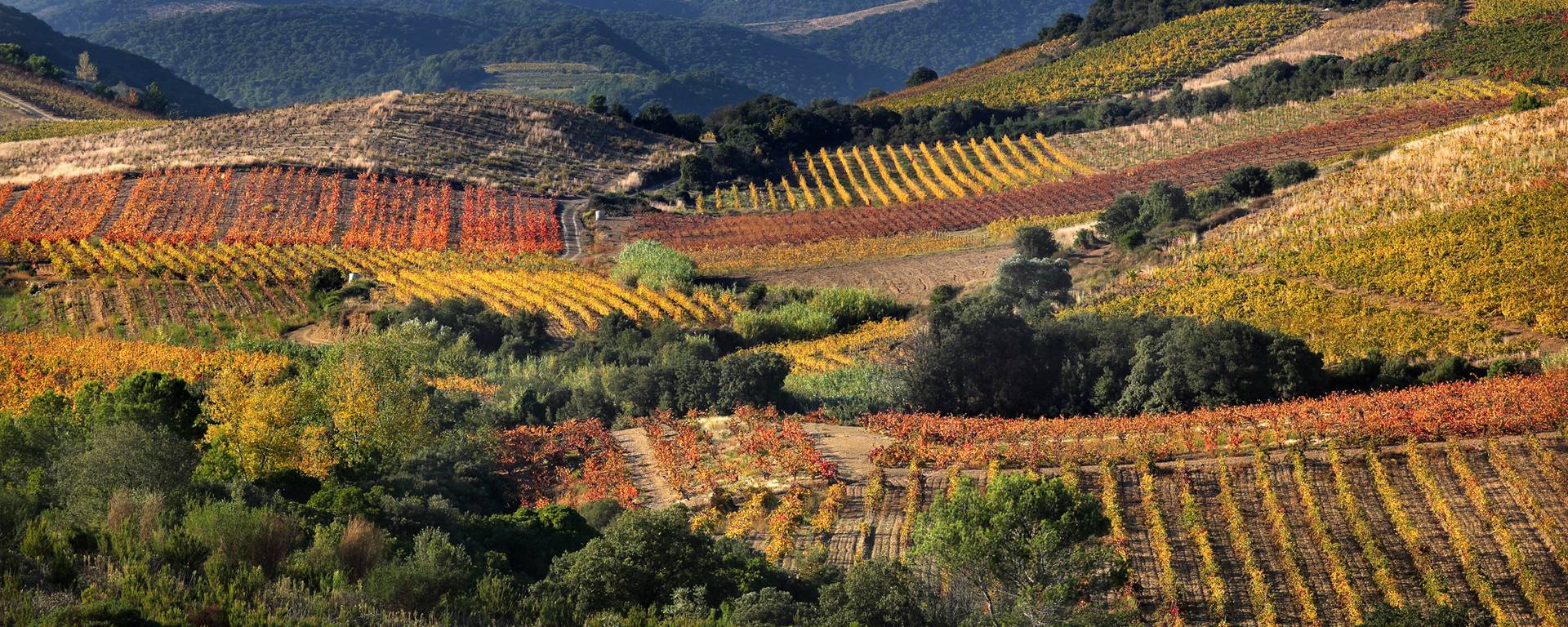 Vine growing landscape