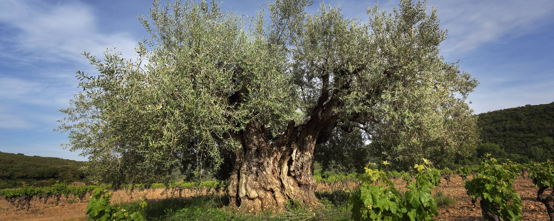 Olive tree and vines