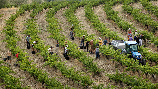 Vendanges en Faugérois ©.G. Souche