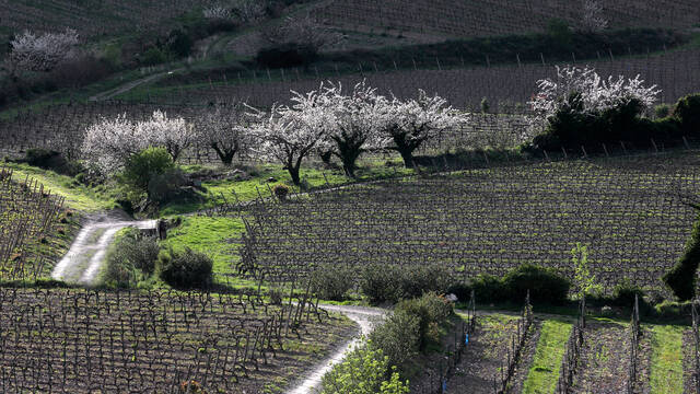 Vignobles et Cerisiers de la Haute Vallée de l'Orb ©.G. Souche