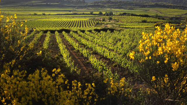 The vines ©G.Souche