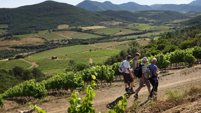 Randonnée dans le vignoble de Berlou