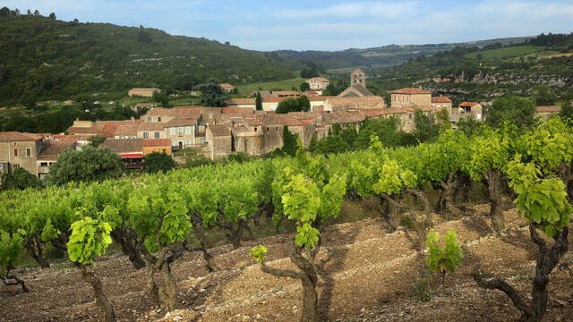 Vineyards and village of Minerve 