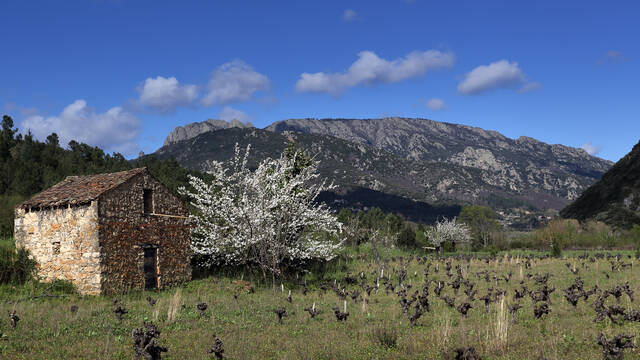 Storehouse and cherry tree, Languedoc in the South of France