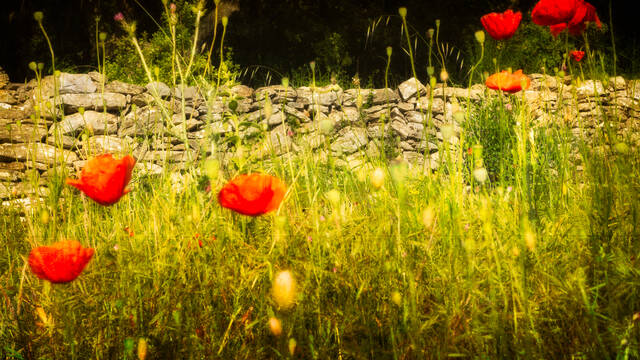 Dry stone in the Haut Languedoc et Vignobles