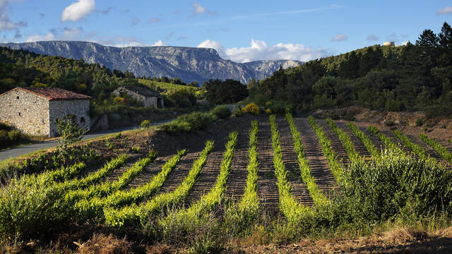 Caroux, a stone storehouse and vines ©G.Souche