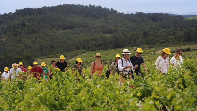 Group hiking through the vines ©Georges Souche