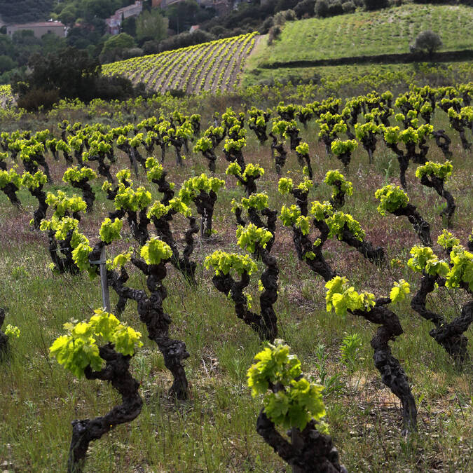 Vignoble de Faugères @G. Souche