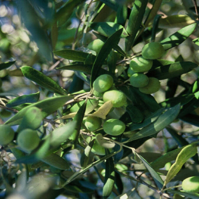 Olive tree in the Pays d'Art et d'Histoire Haut Languedoc et Vignobles